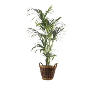 Kentia palm 1,8 m Kentia palm 1,8 m